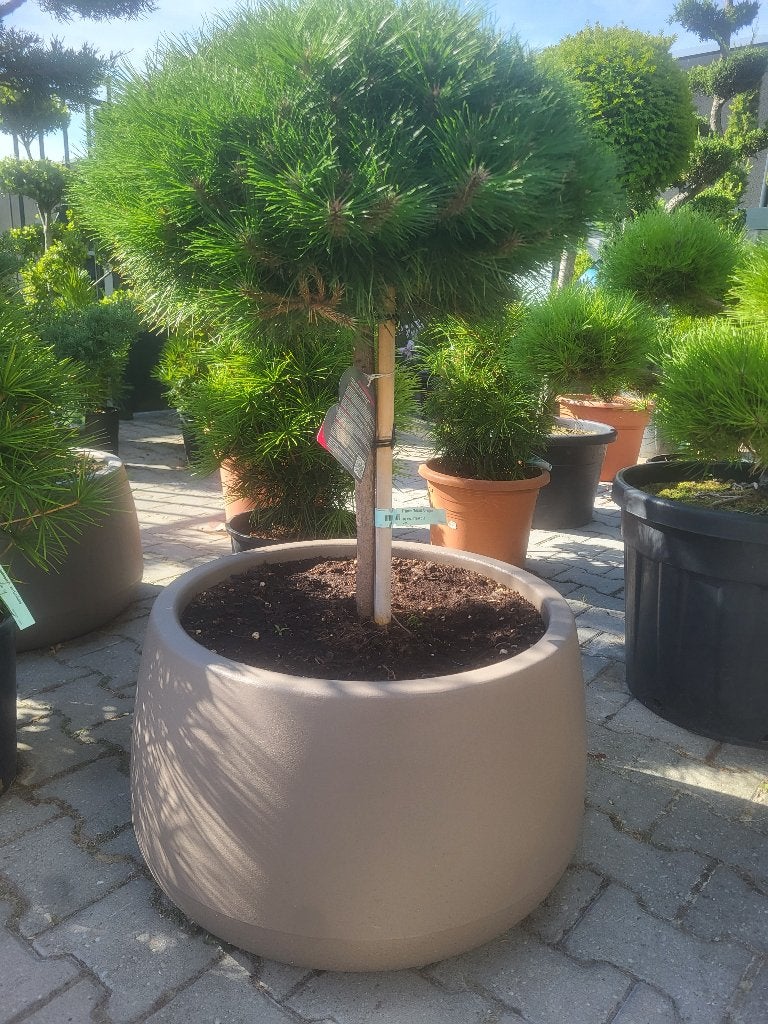 Bloembak nieuw met Pinus "marie Bregeon, Tuin en Terras, Planten | Bomen, Bloeit niet, Minder dan 100 cm, Ophalen, Volle zon