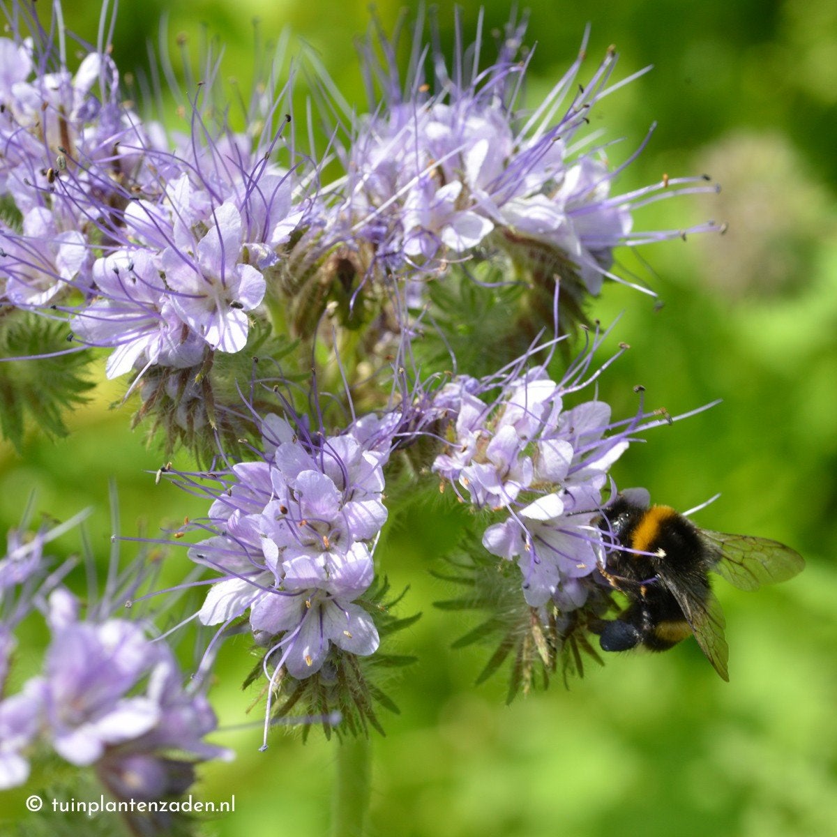 Uit de biologische moestuin: Phacelia, zaden, Ophalen of Verzenden, Najaar, Halfschaduw, Zaad