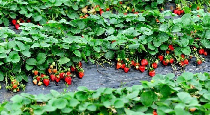 Aardbeien planten (Hollandse aardbeien), Ophalen, Minder dan 100 cm, Overige soorten, In pot