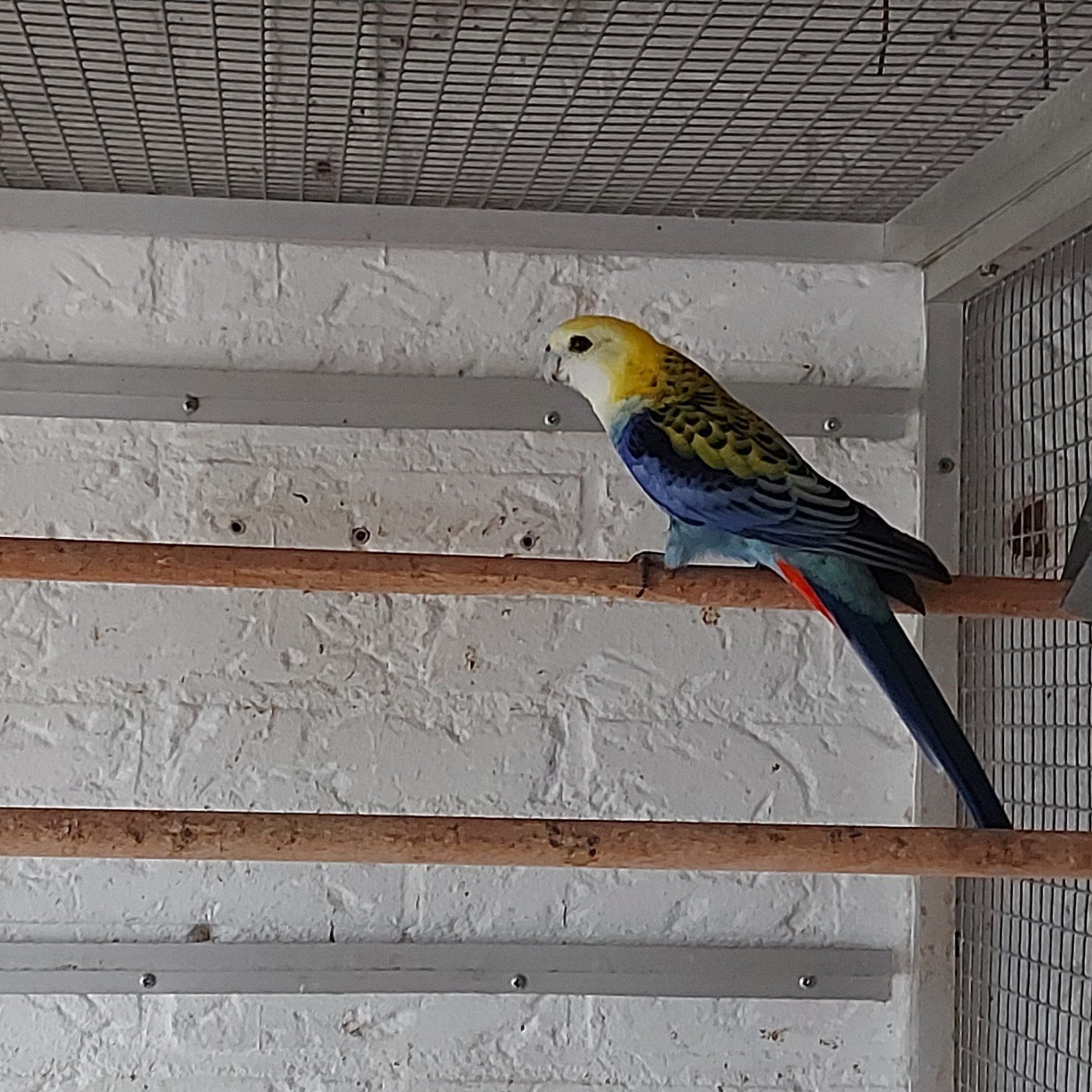 bleekkop rosella's, Dieren en Toebehoren, Mannelijk, Parkiet, Geringd