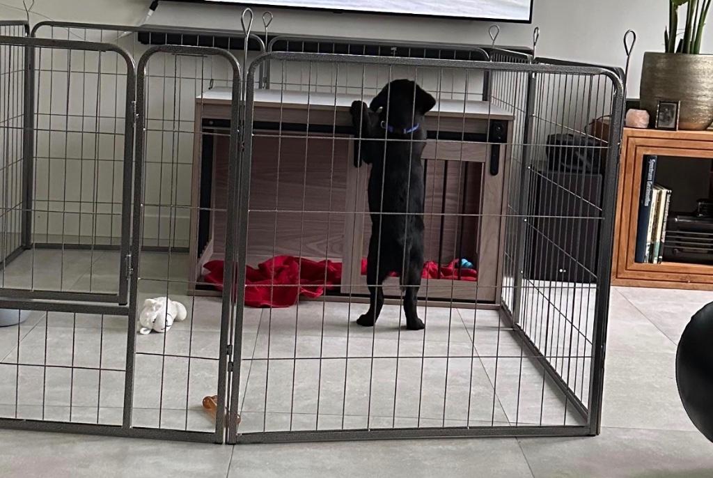 Hondenren zilverkleur., Dieren en Toebehoren, Ophalen, Zo goed als nieuw