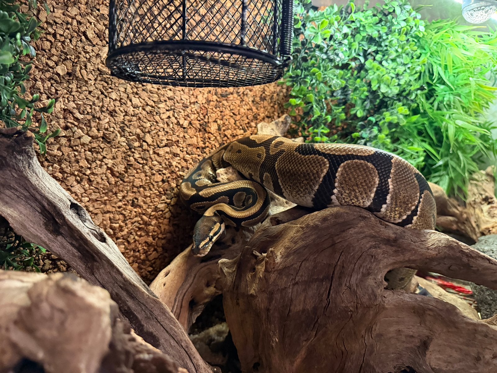 Koningspython 4 jaar - compleet terrarium Ball Python photo 4