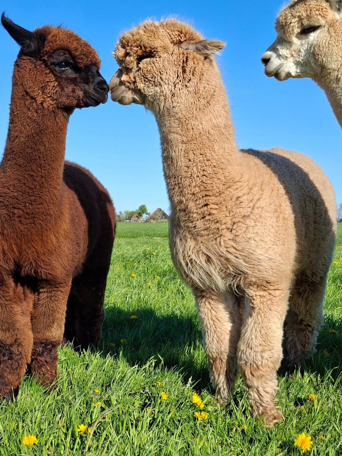 Twee prachtige alpaca hengstjes van 2 jaar oud., Juli, Mannelijk