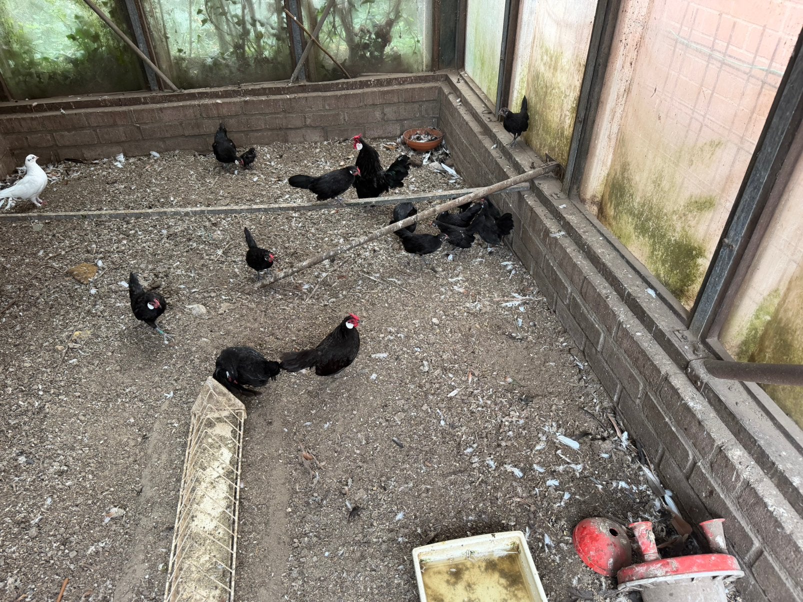 Java krielen 3-4 mnd oud, Dieren en Toebehoren, Meerdere dieren, Kip