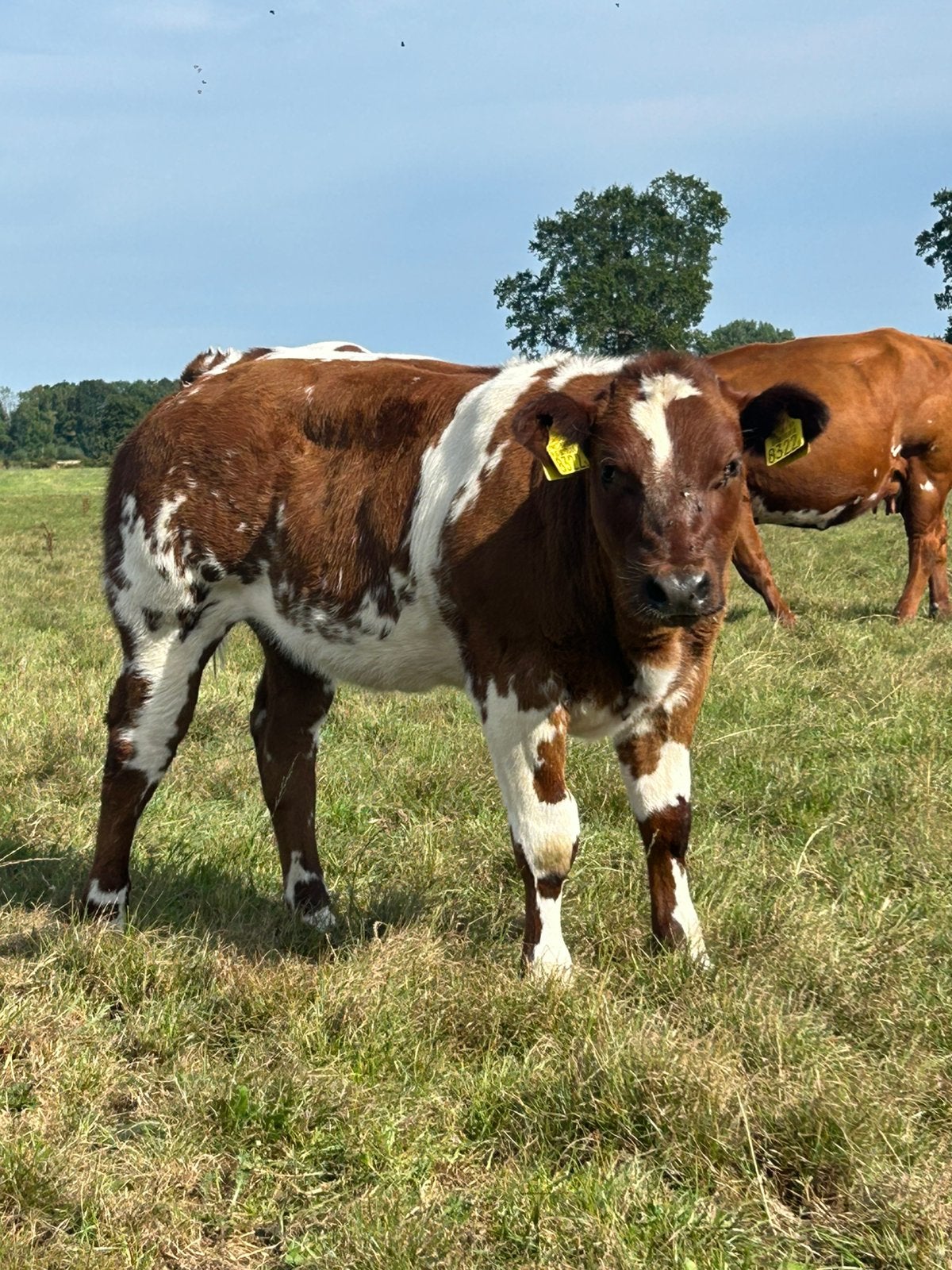 Zeer mooi VRB stamboek vaarskalf, Dieren en Toebehoren, Vrouwelijk, 0 tot 2 jaar
