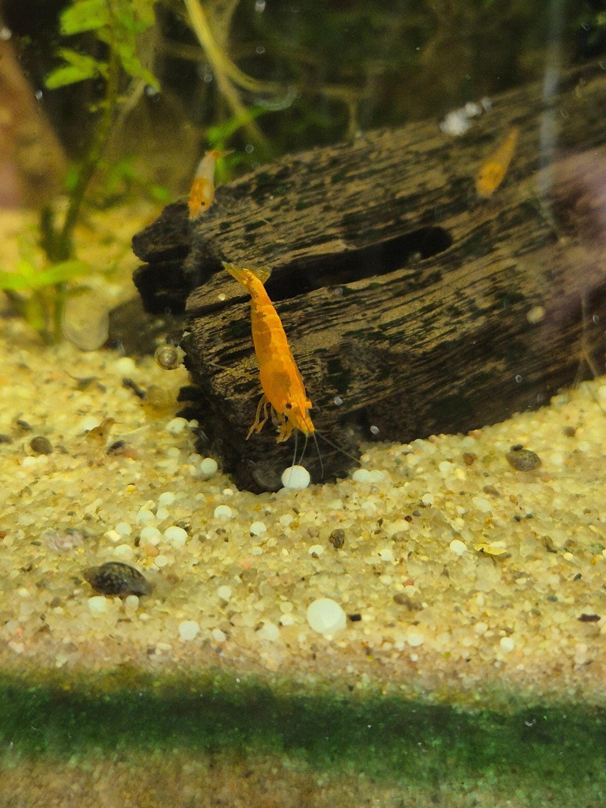 oranje mix garnalen, Kreeft, Krab of Garnaal