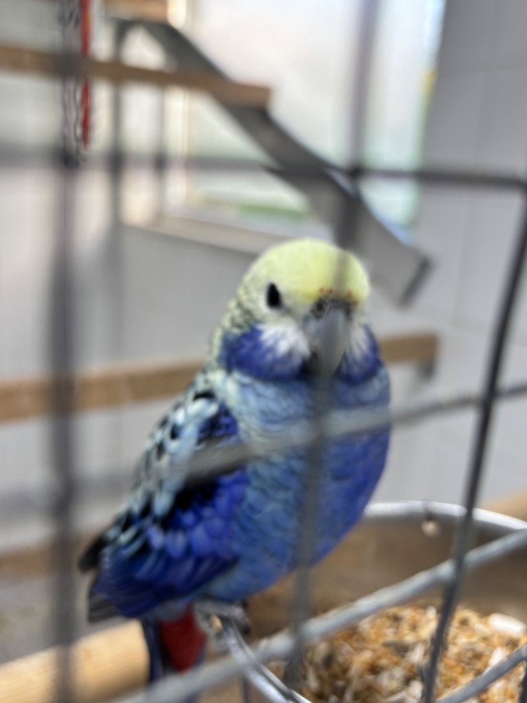 Blauwwang Rosella, Dieren en Toebehoren, Vrouwelijk, Parkiet, Geringd