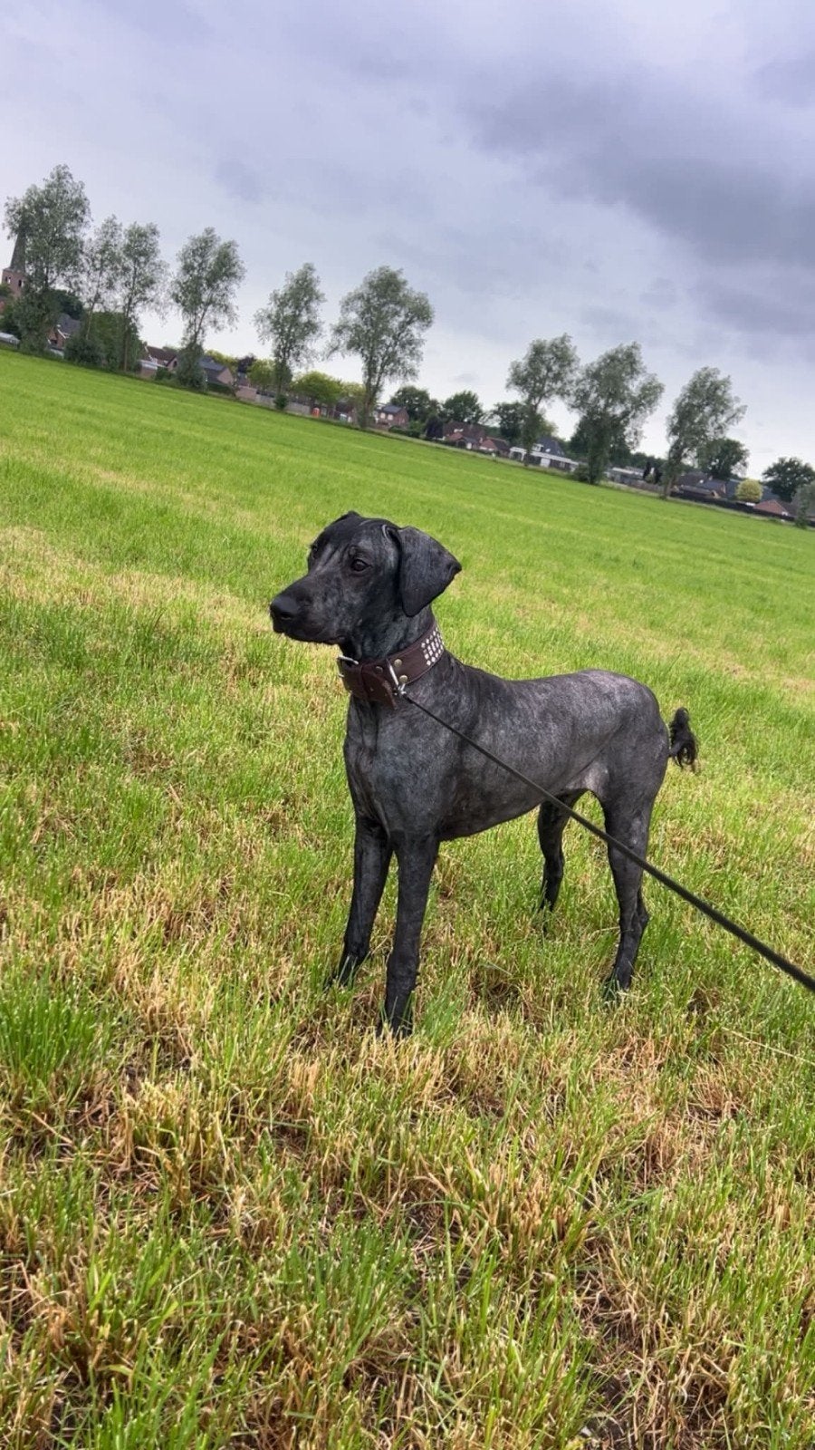 Bouvier teef te koop., 15 weken tot 1 jaar, Teef, Eén hond, Herder