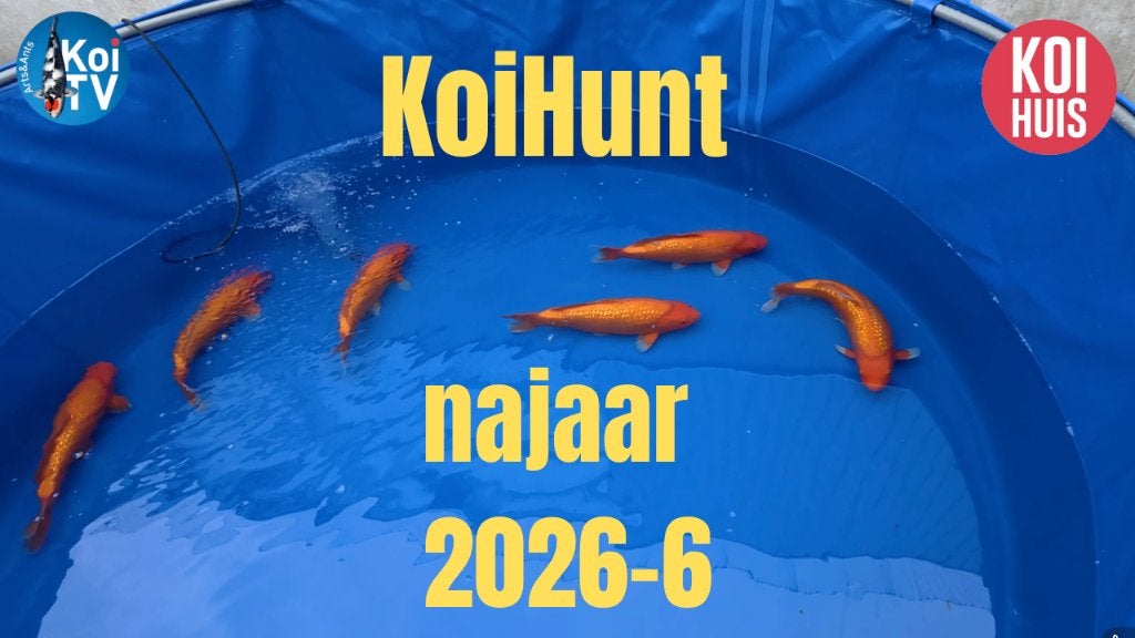 Japanse koi KoiHunt Tanaka, Karper of Koi