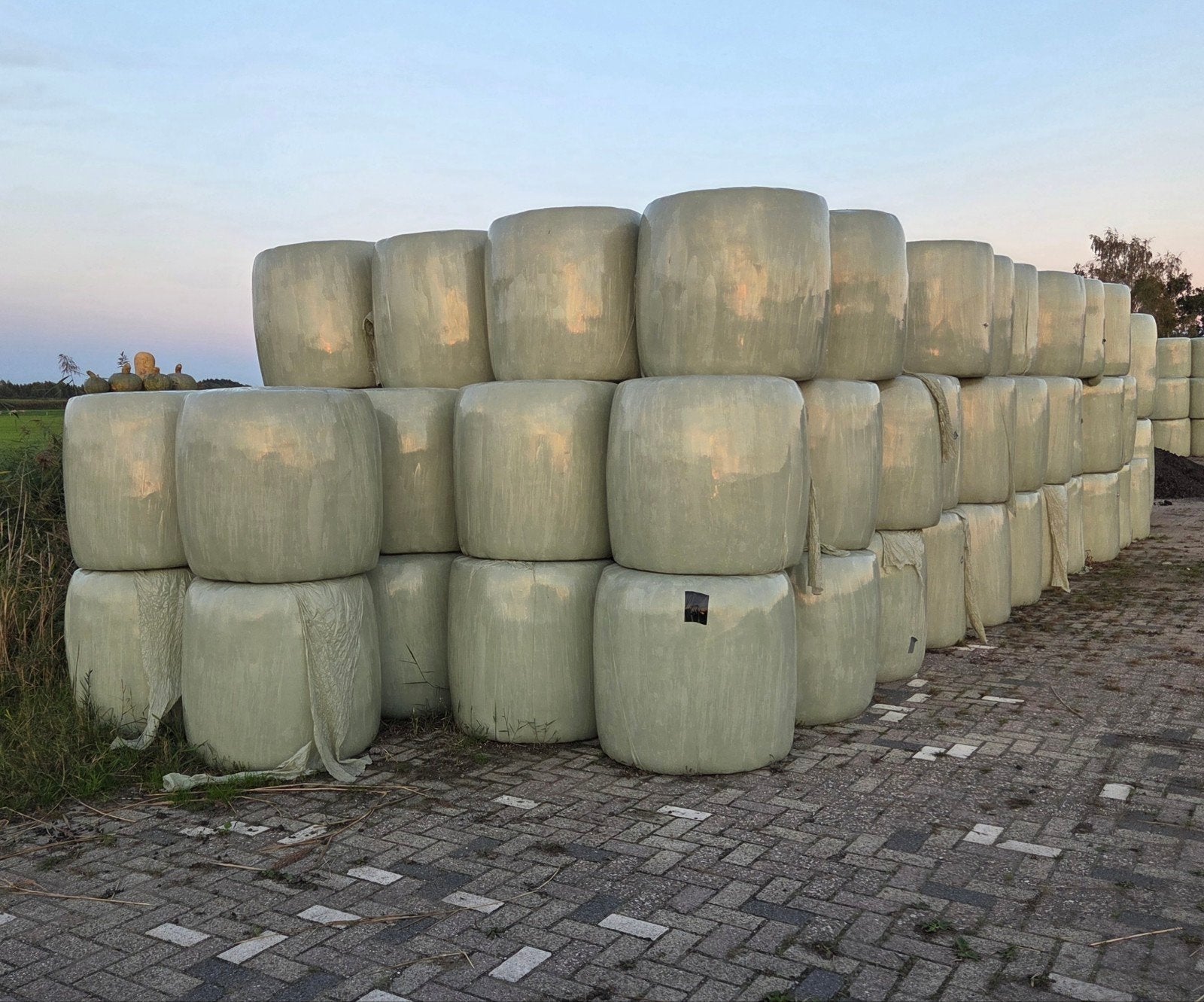 Te  Koop Midi Baaltjes, Ophalen of Verzenden, Vee