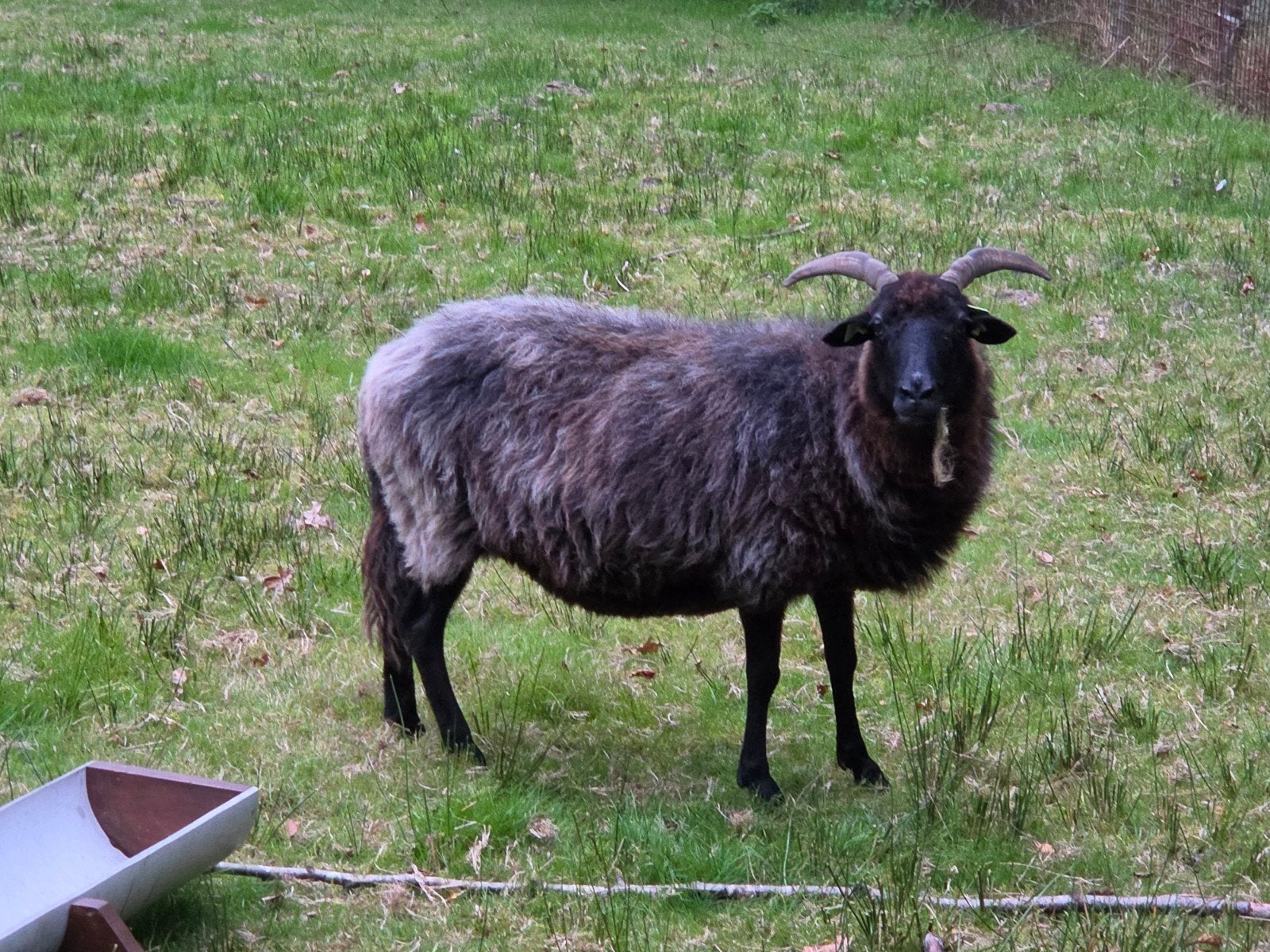 Drents heideschaap ooi 5 jaar stamboek, Vrouwelijk, Schaap