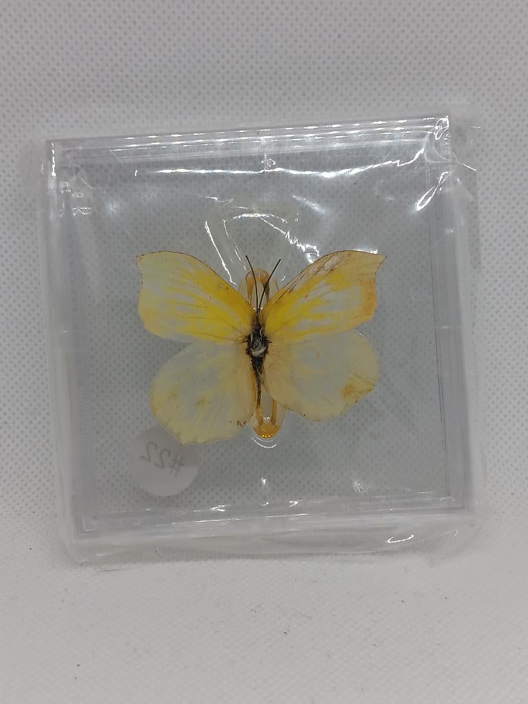 Vlinder Citroenemigrant, Ophalen of Verzenden, Nieuw, Insect, Opgezet dier