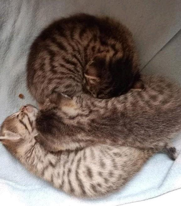 Unieke kittens te koop, Meerdere dieren, Kortharig, 0 tot 2 jaar