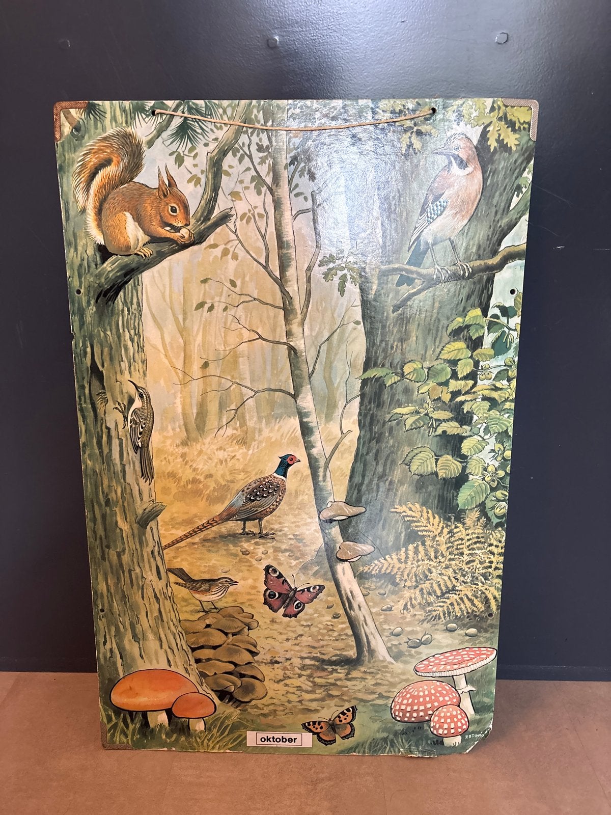 Oude schoolplaat natuur en biologie (2-zijdig), Antiek en Kunst, Antiek | Schoolplaten, Ophalen, Natuur en Biologie