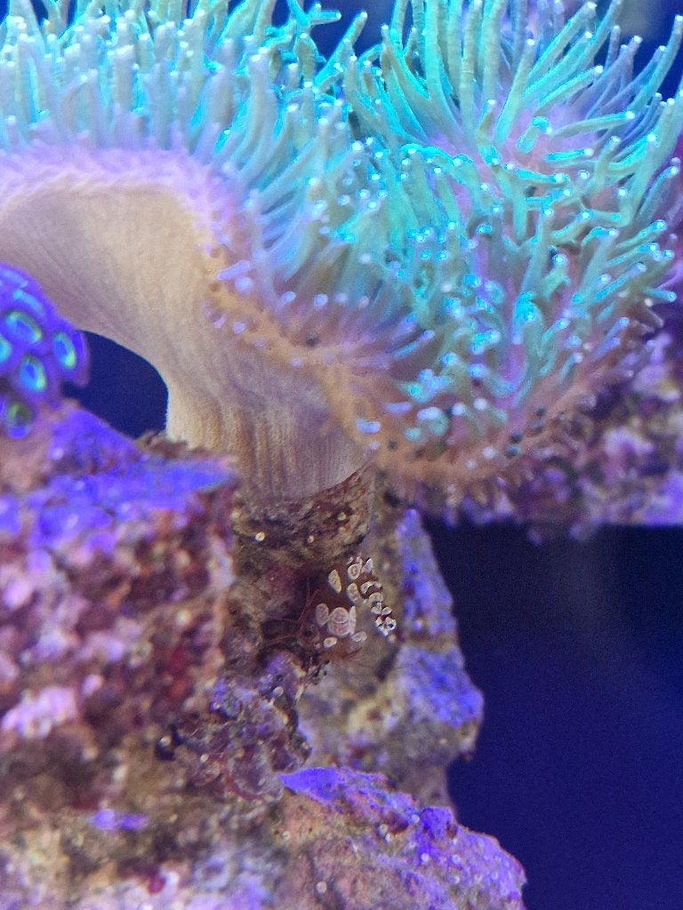 Sexy Shrimp – Thor amboinensis – zeeaquariumgarnaal, Kreeft, Krab of Garnaal, Zoutwatervis