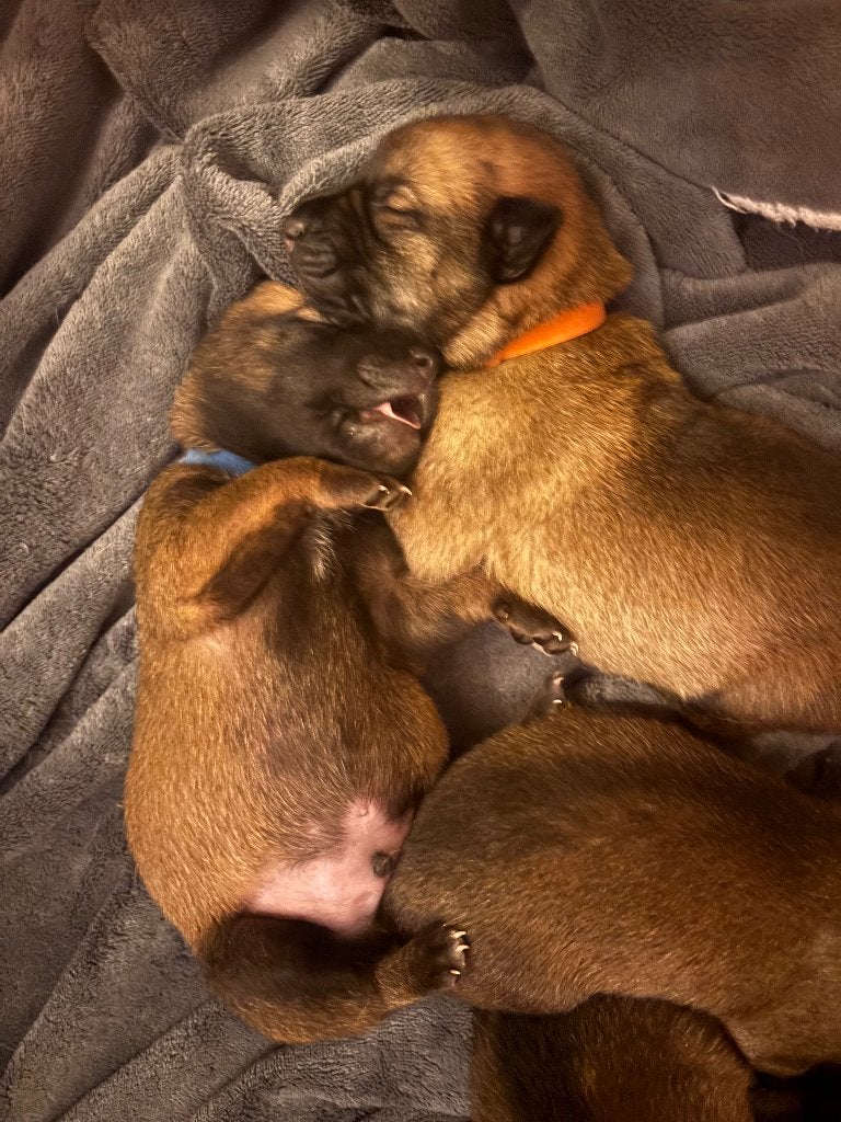 Blauwe mechelse herder x mechelse herder  pups, 8 tot 15 weken, Meerdere, Meerdere dieren, Herder
