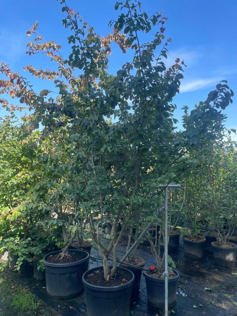 Parrotia meerstammig in pot leverbaar tot 400 cm hoog., Ophalen, Overige soorten, Struik, 100 tot 250 cm
