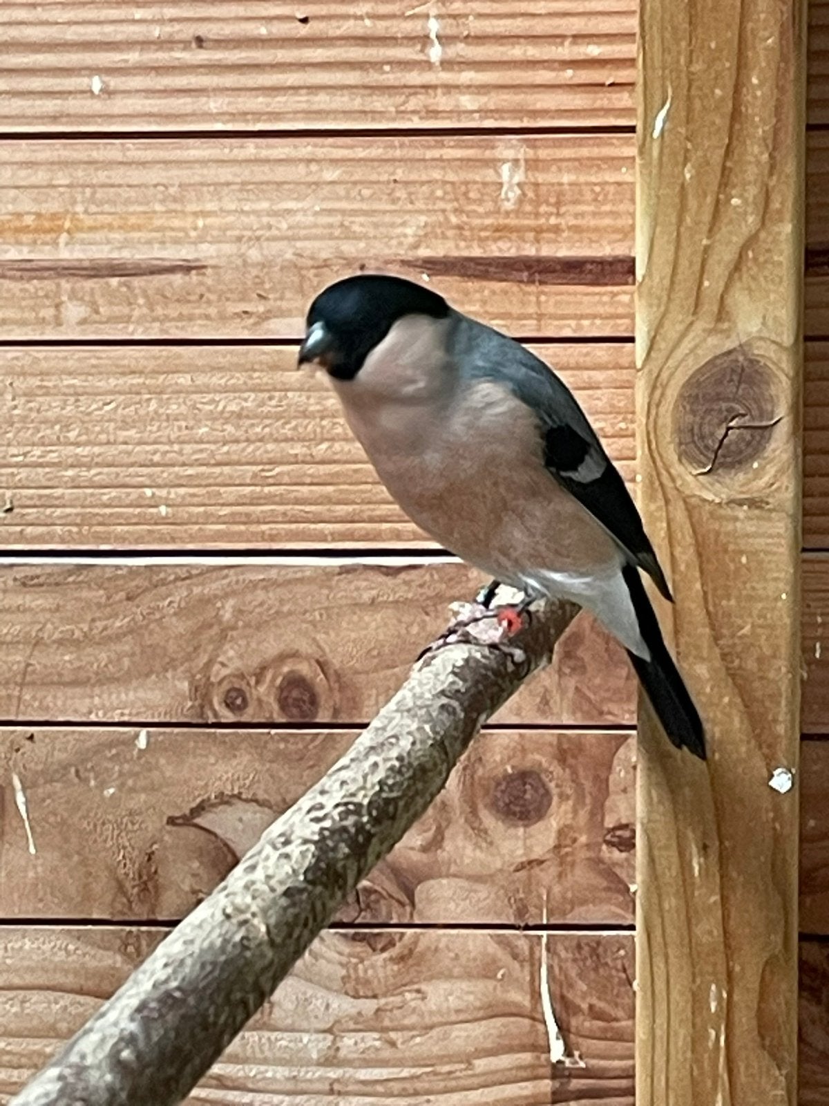 Goudvink man pastel ( grote goudvink), Dieren en Toebehoren, Mannelijk, Wildzangvogel