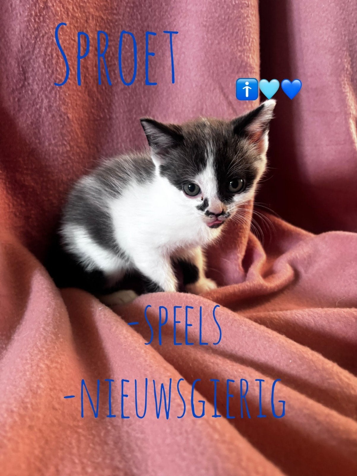 Kittens!, Meerdere dieren