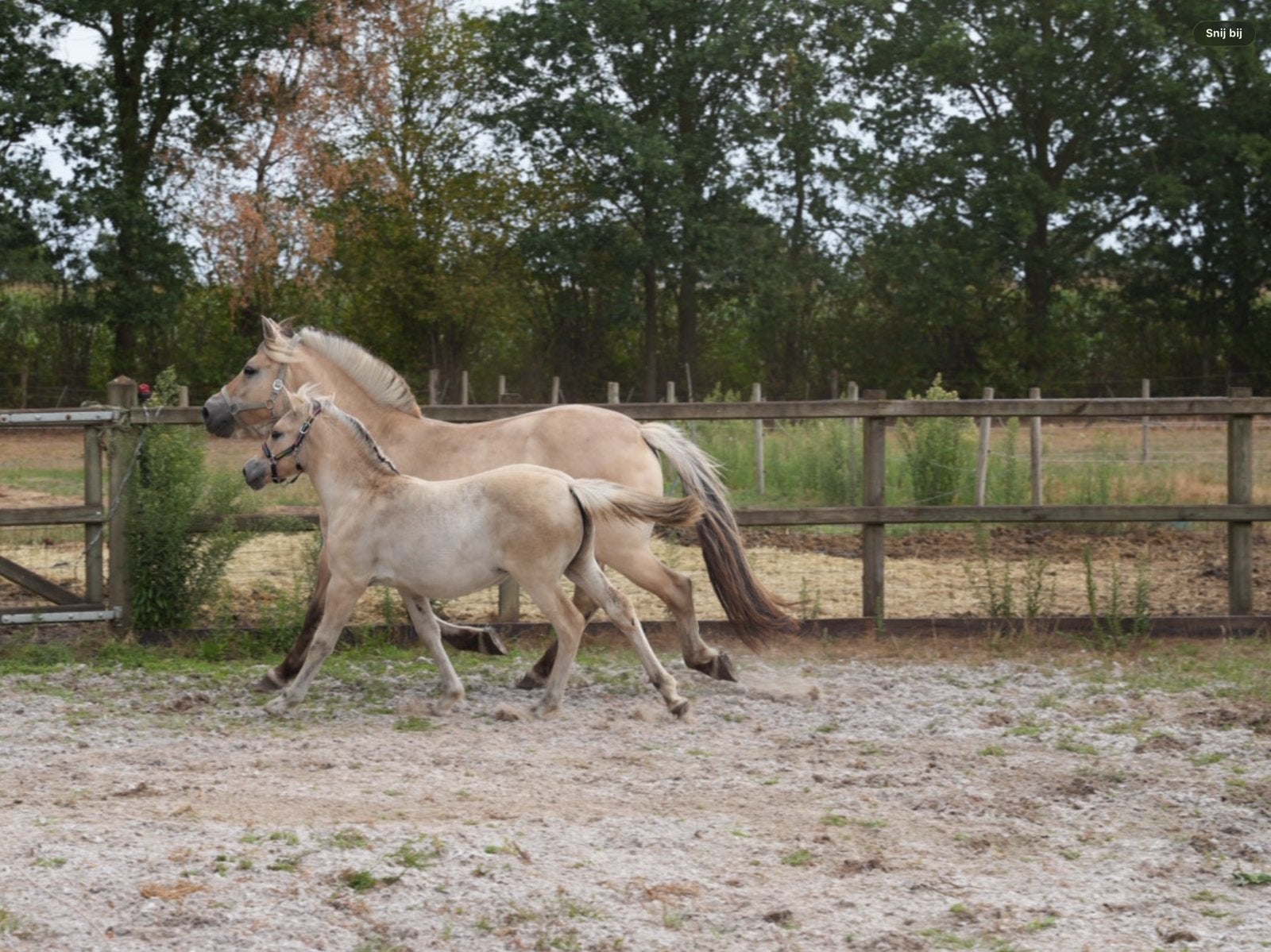 Hulp bij de verzorging en berijden van mijn paarden, 4 paarden of pony's of meer