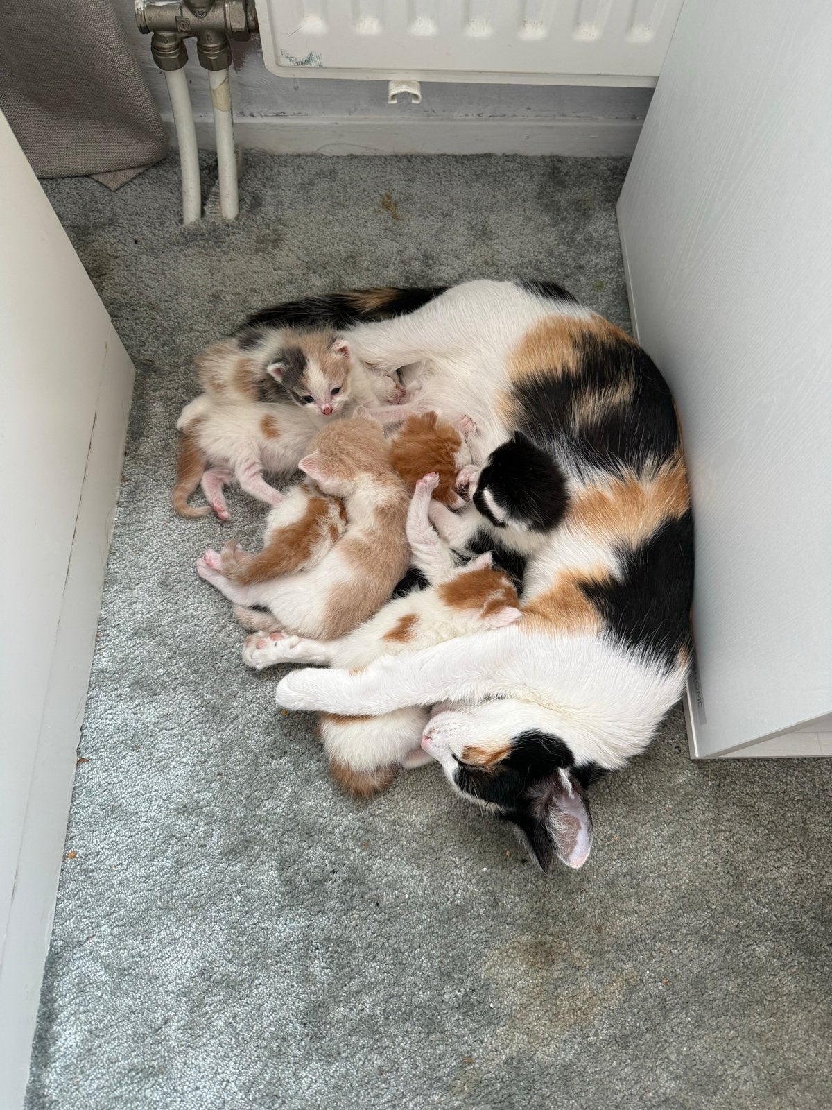 Zes unieke, vrolijke kittens zoeken een gouden mandje!, Dieren en Toebehoren, Meerdere dieren, Kortharig, 0 tot 2 jaar