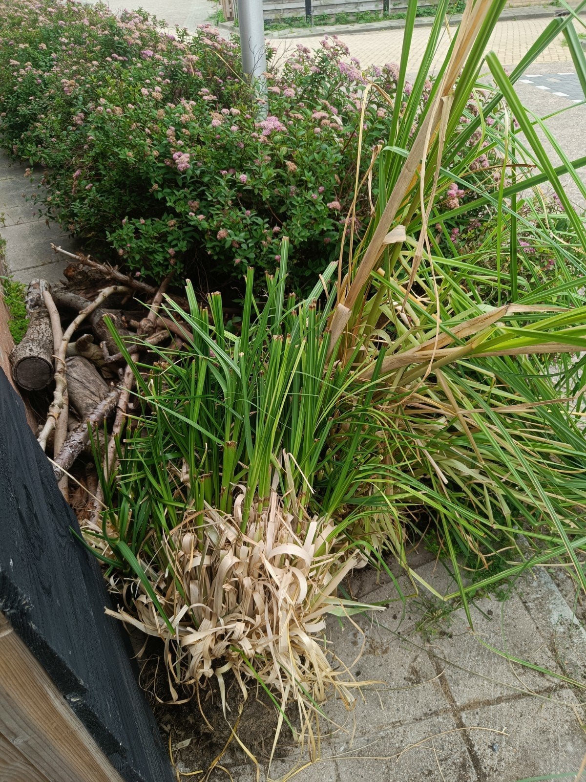 Pampasgras in kluit, Tuin en Terras, Planten | Tuinplanten, Ophalen, Overige soorten, Volle zon