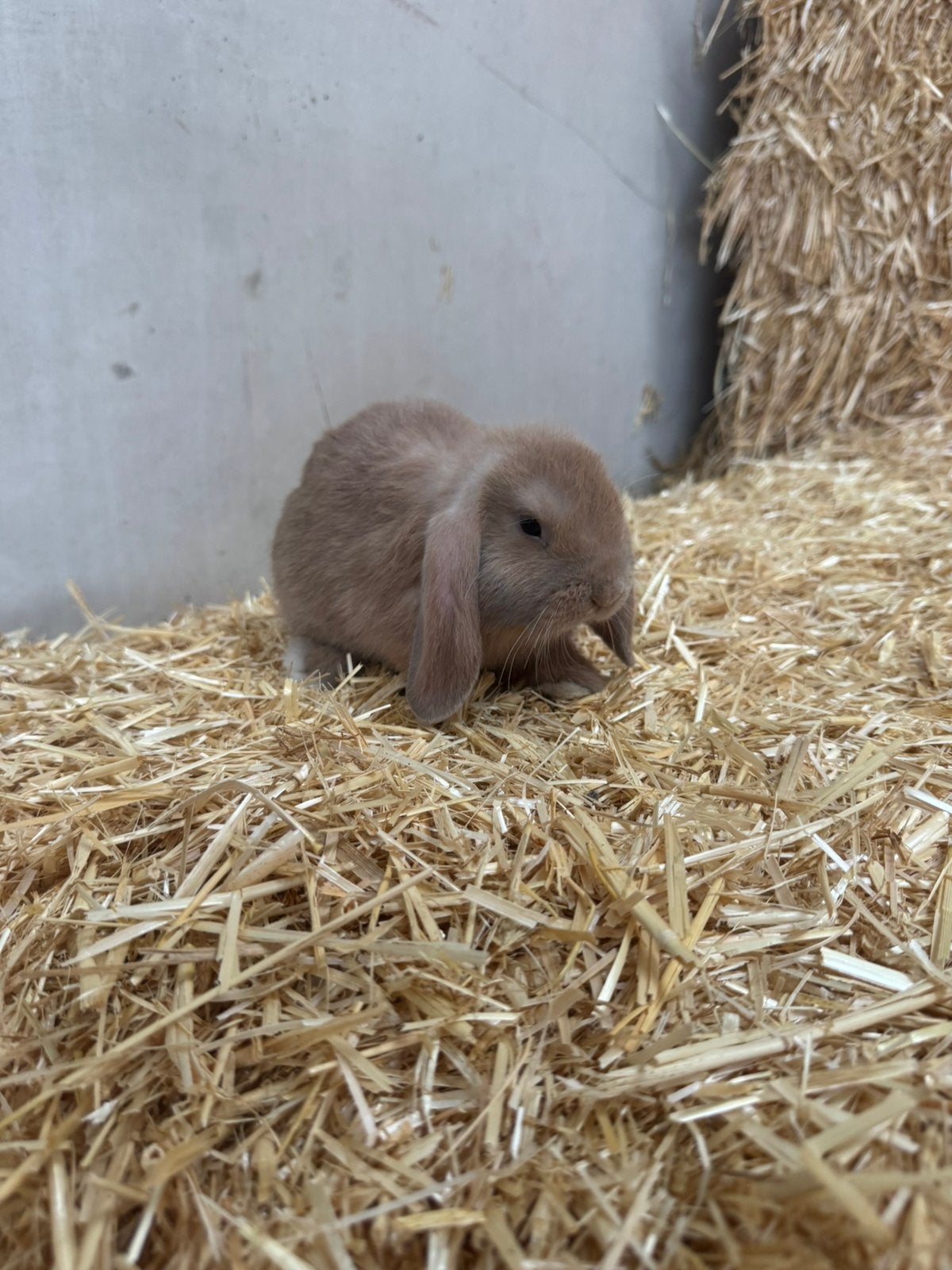 Minilop konijntjes ram, Dieren en Toebehoren, Konijnen, Vrouwelijk, Dwerg