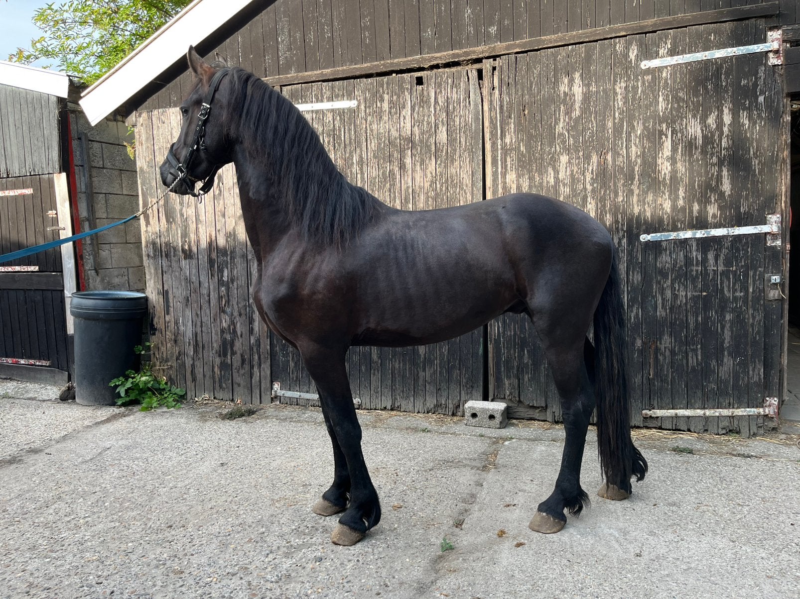 Mooie 2,5 jarige hengst v. Auwert 514, Dieren en Toebehoren, Paarden, Hengst, Dressuurpaard, 0 tot 2 jaar