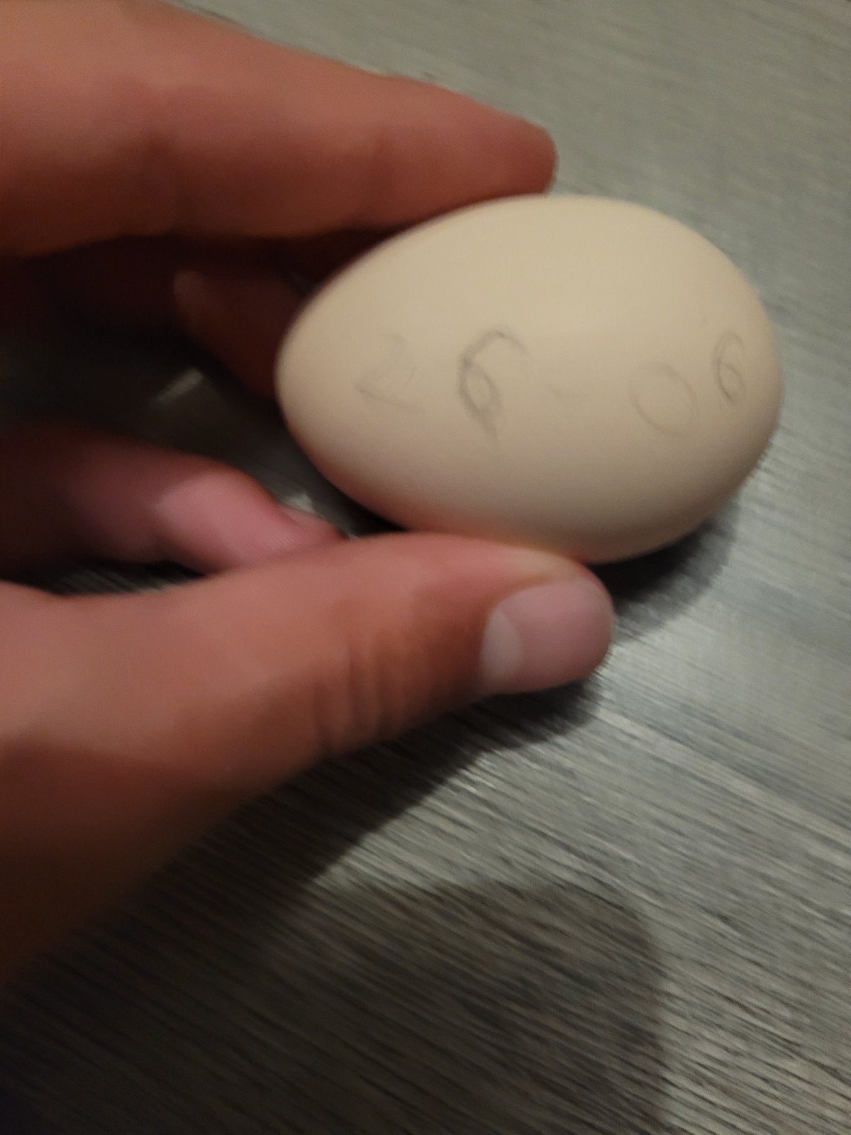 Broedeieren van de zijdehoen kriel te koop!, Geslacht onbekend, Kip