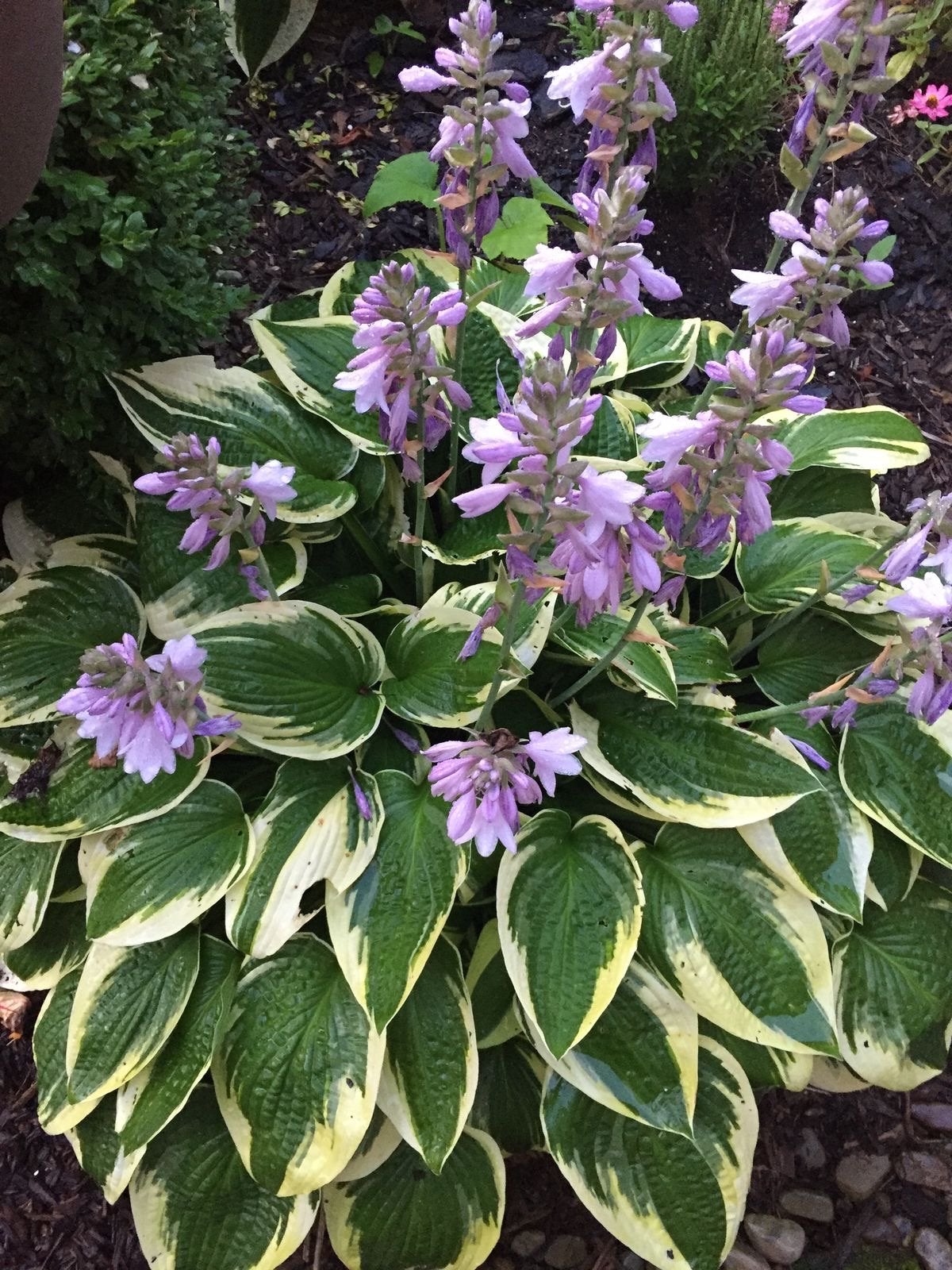 Hosta en Druifhyacint - Prachtige combinatie voor uw tuin, Vaste plant, Halfschaduw, Lente, Ophalen