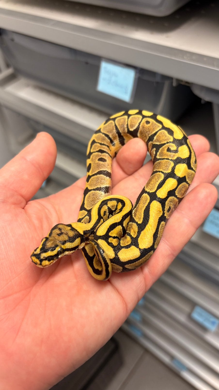 Spotnose harlequin desert ghost 66% clown amur ball python, Slang, 0 tot 2 jaar