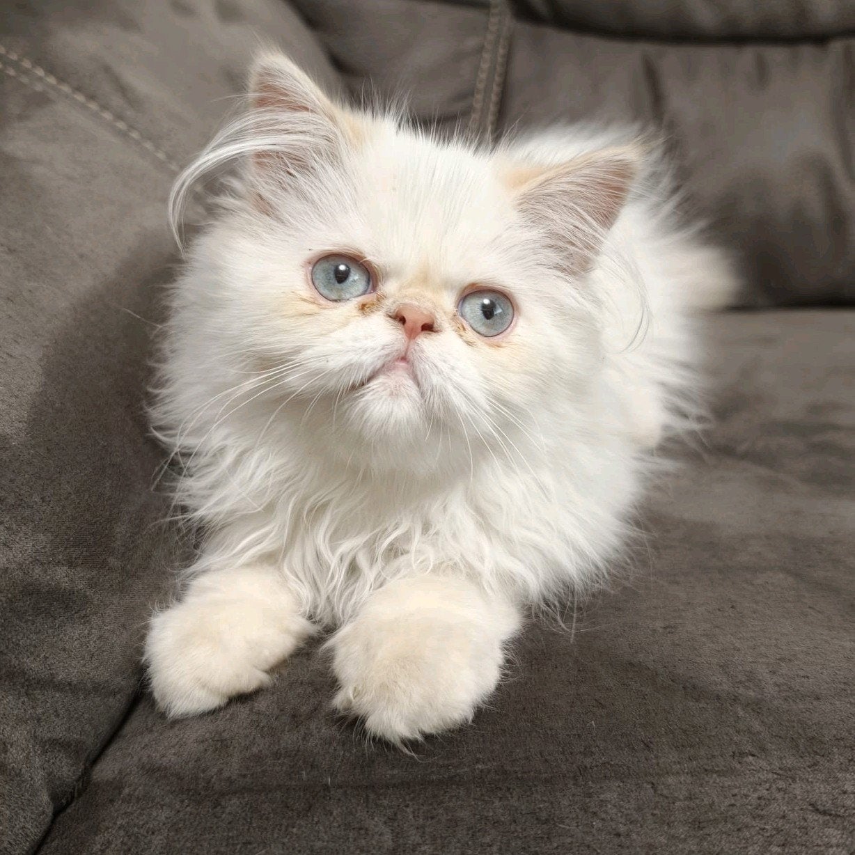 Perzische kitten, Dieren en Toebehoren, Meerdere dieren, Ontwormd