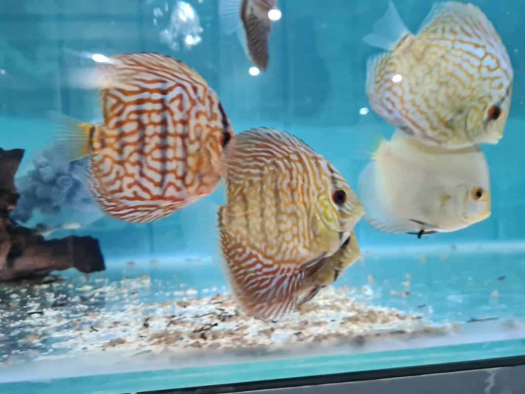 Indiana Tiger Discus, Symphysodon Discus, Vis, Zoetwatervis