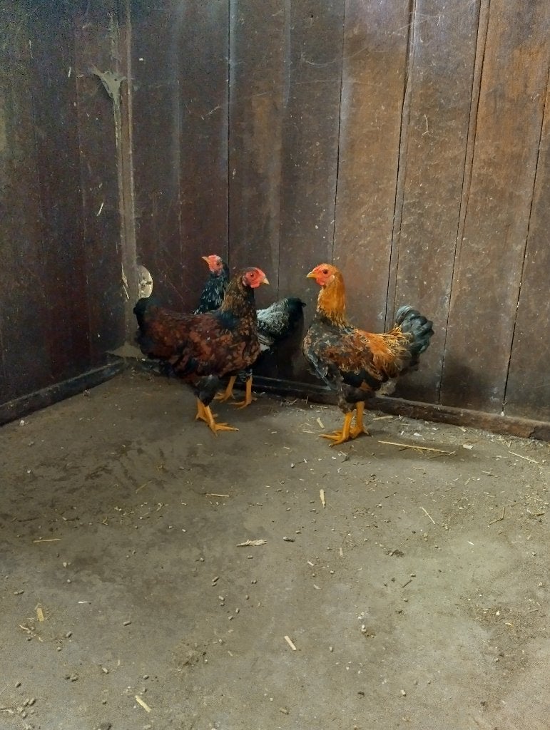 Prachtige wyandotte hanen, Dieren en Toebehoren, Pluimvee, Mannelijk, Kip