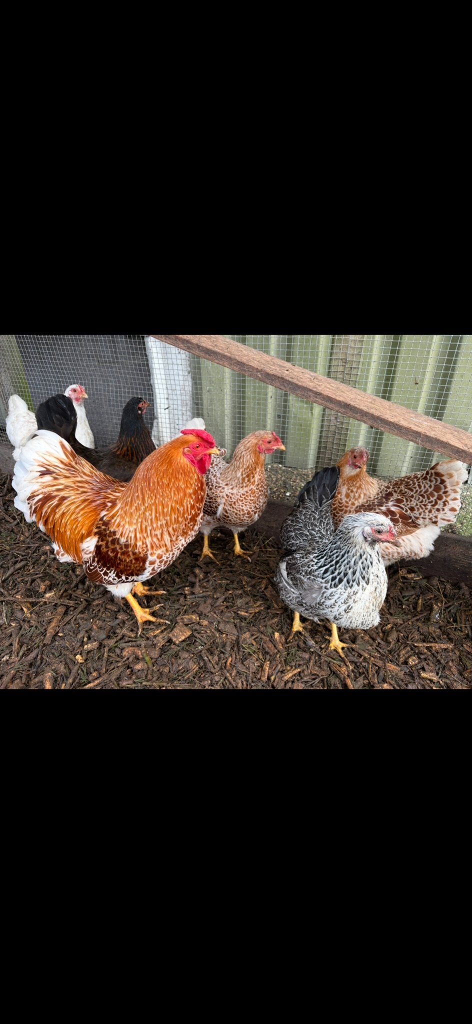 Jonge wyandotte krielen, Dieren en Toebehoren, Pluimvee, Meerdere dieren, Kip