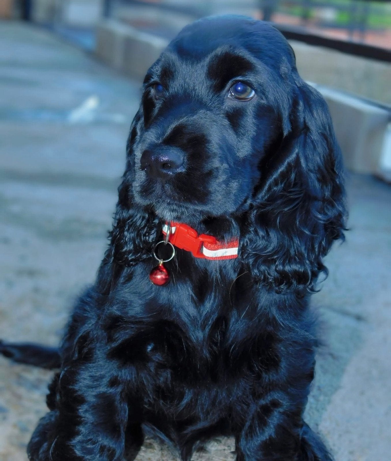 cocker spaniel pup, 15 weken tot 1 jaar, Overige rassen, Teef, Eén hond