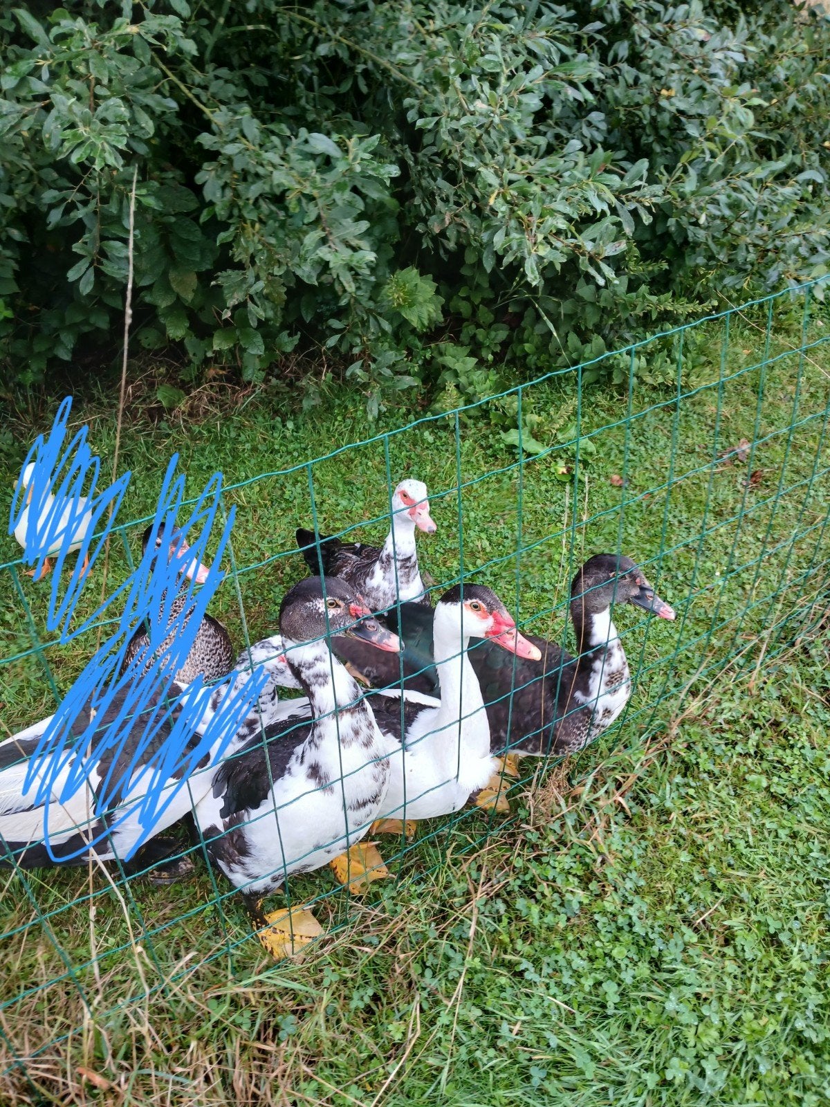 Jonge muskus eenden, Dieren en Toebehoren, Pluimvee, Meerdere dieren, Eend