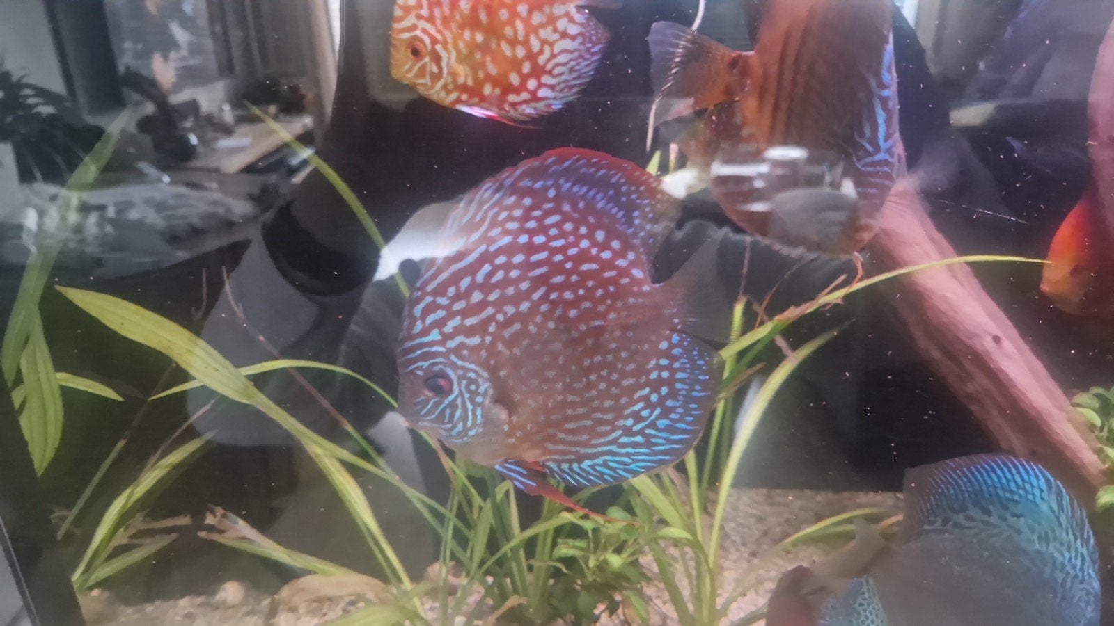 te koop discus vissen 5 stuks, Vis, Zoetwatervis