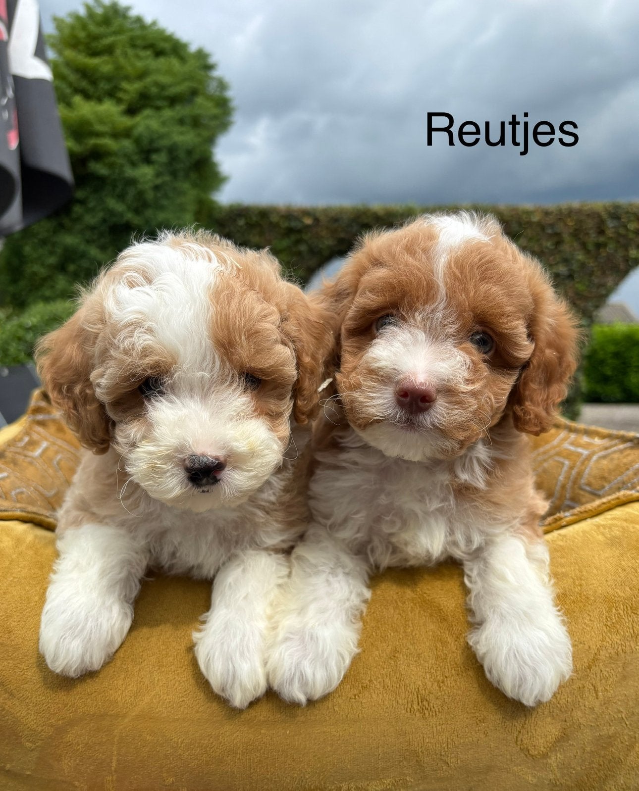 Labradoodle mini pups, Nederland, Overige rassen, 8 tot 15 weken, Meerdere