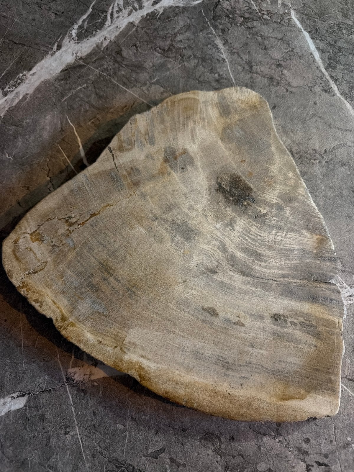 Uniek versteend hout - Decoratief fossiel, Ophalen, Fossiel