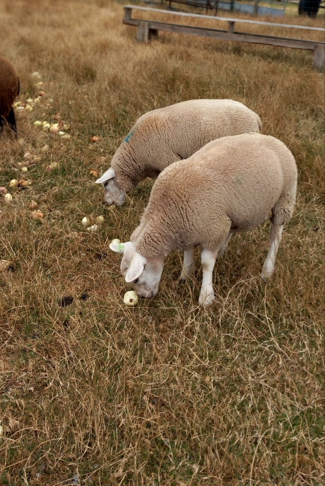 te koop: Engelse Texelaar rammen, Dieren en Toebehoren, Mannelijk, Schaap