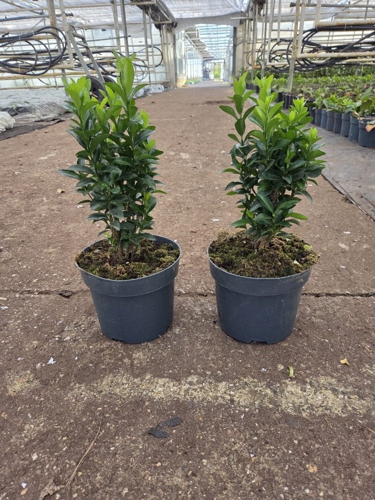 Euonymus green spire, buxus vervanger, haagplanten, 25-30 cm, Ophalen of Verzenden, Overige soorten, Haag, Minder dan 100 cm