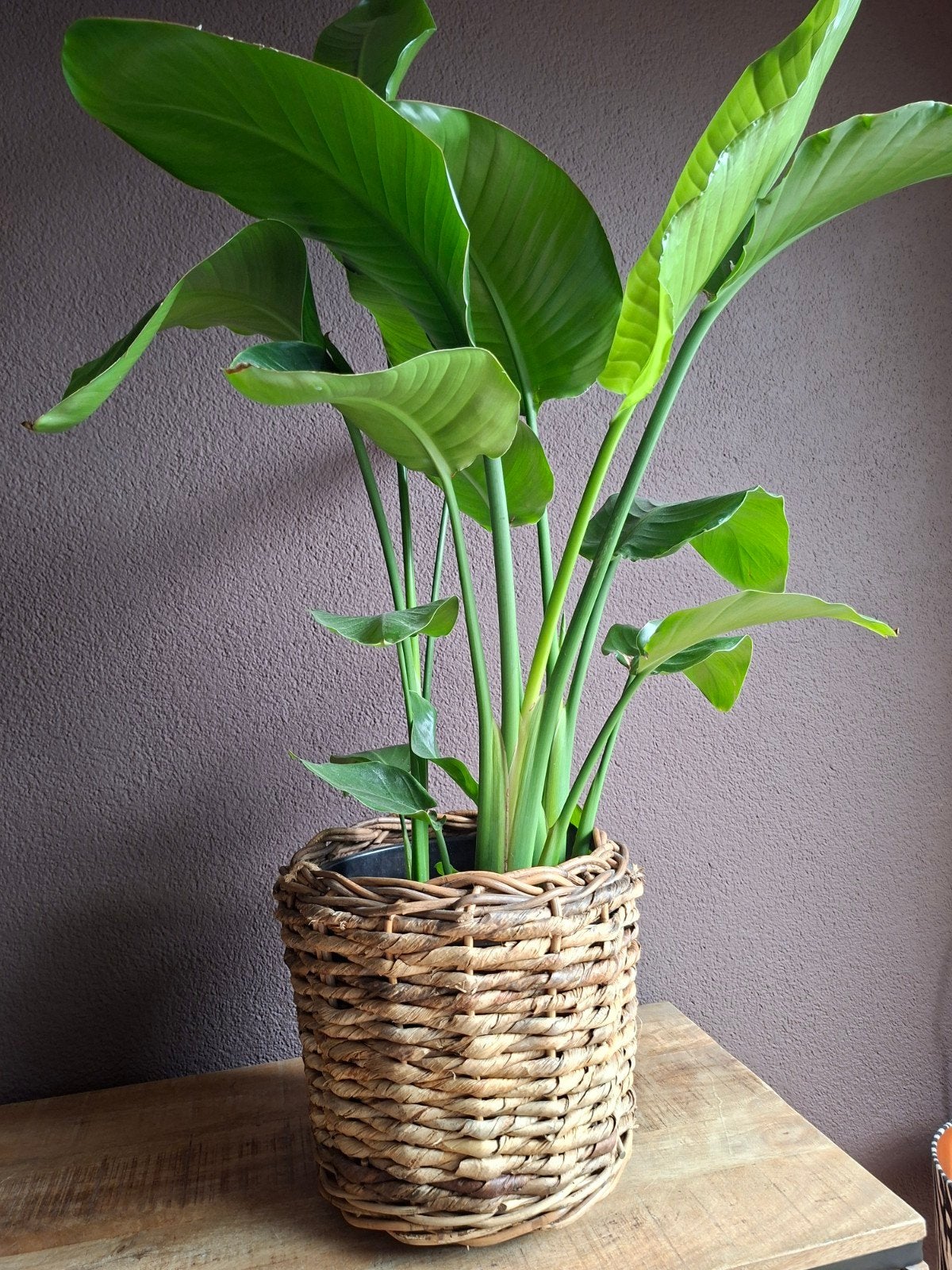 4 stuks Rotan manden / plantenpotten 33 cm breed 30 cm hoog, Ophalen, Gebruikt, Landelijk, Natuurlijk materiaal