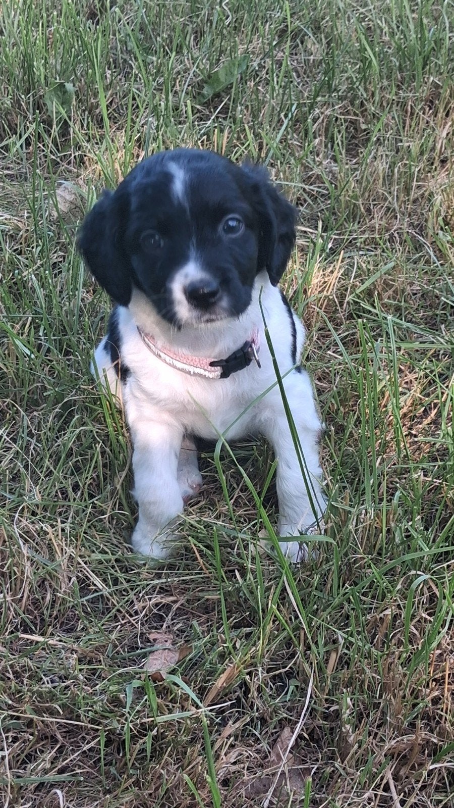 1  jonge stabij pup reutje., Meerdere, Meerdere dieren, Middel, Nederland