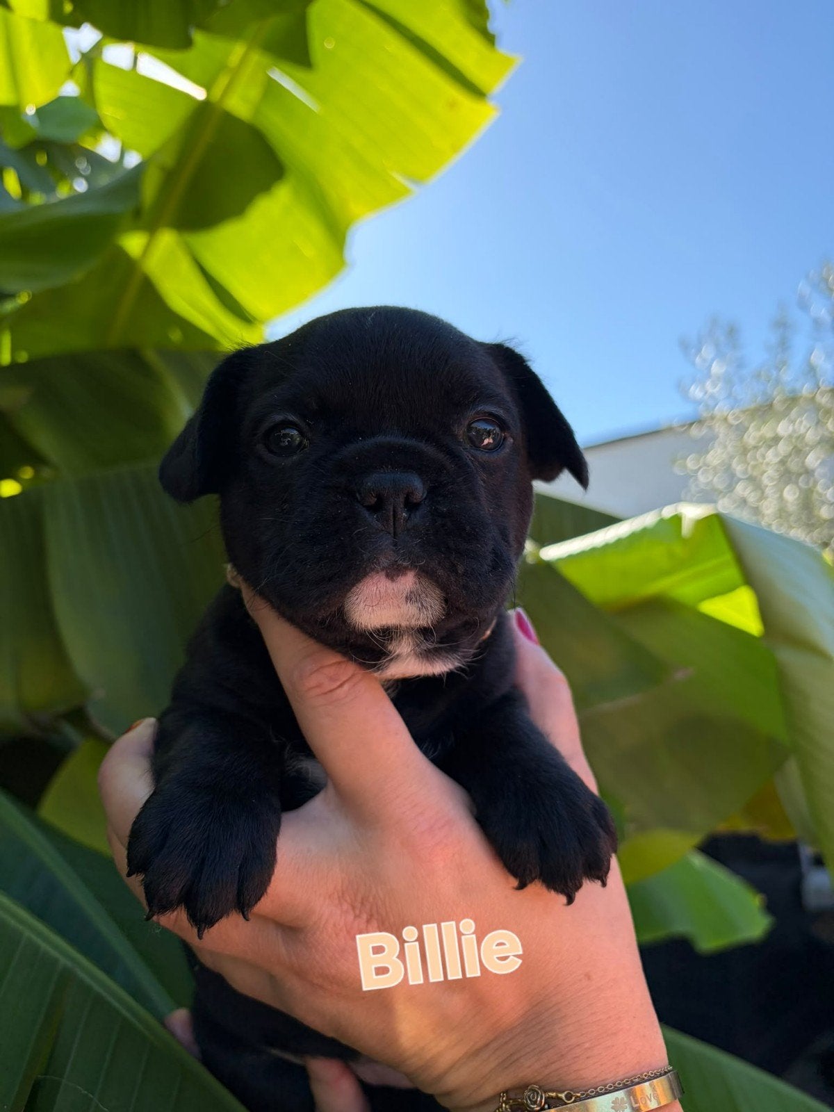 Moderne Franse Bulldog Pups (6 weken oud) en kerngezond, Dieren en Toebehoren, 8 tot 15 weken, Bulldog, Meerdere, Meerdere dieren