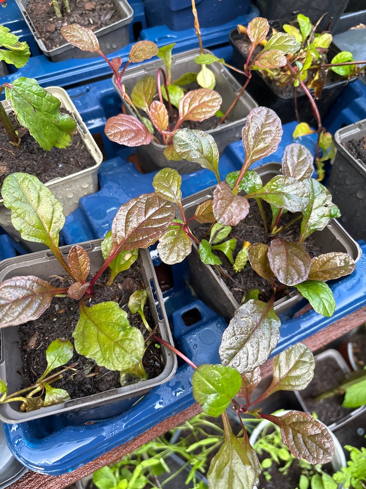 Biologische Brunel plantjes - Bodembedekker met paarse bloem, Ophalen, Vaste plant, Bodembedekkers