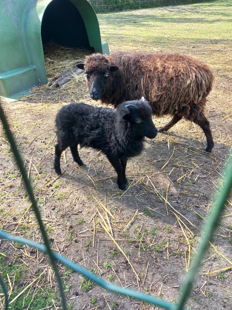 Ouessant schaap ramlammeren , mini schapen., Mannelijk, Schaap
