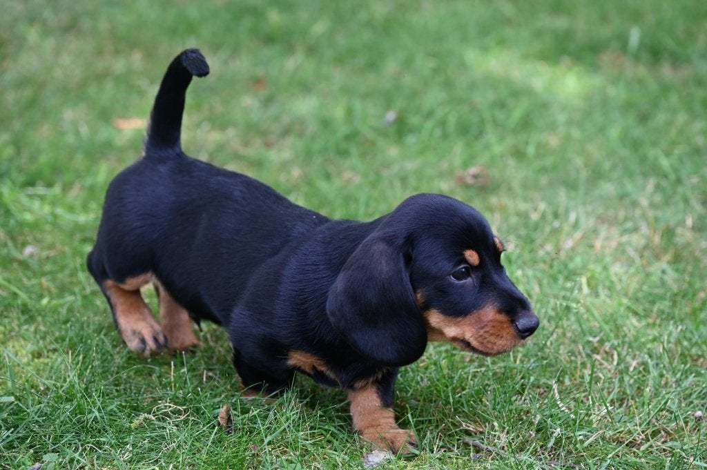 Prachtige ruwharige dwerg teckel pups, Parvo, 8 tot 15 weken, Dwerg, Meerdere