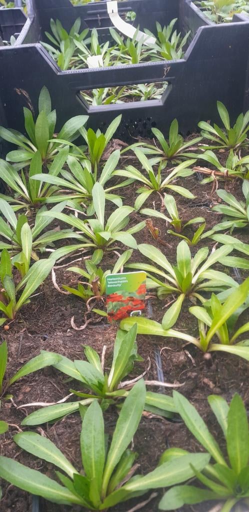 Helenium 'Moerheim Beauty' planten, Ophalen of Verzenden