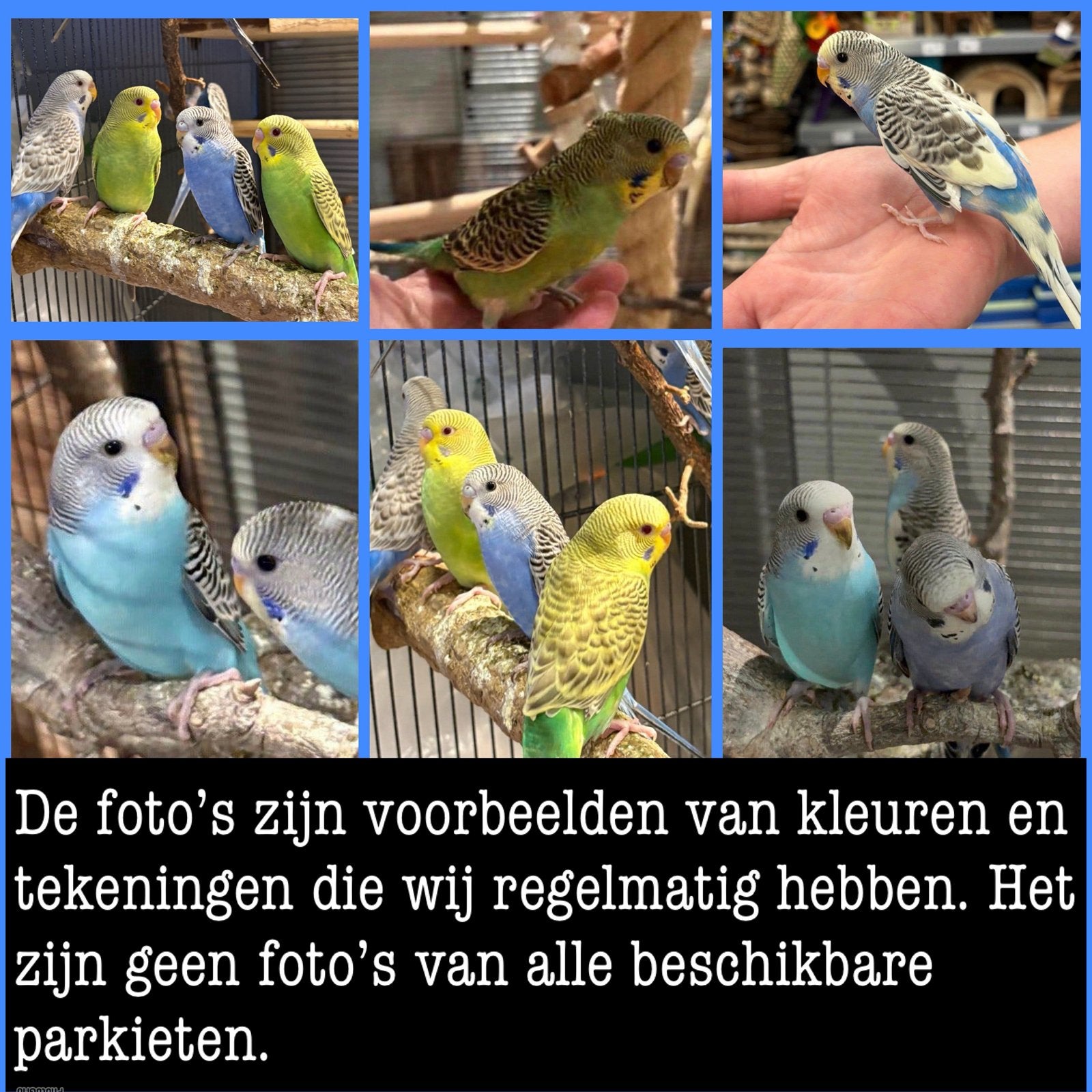 Diverse grasparkieten 2026 beschikbaar (alleen op afspraak), Meerdere dieren, Parkiet